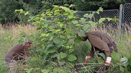 ilustračný obrázok